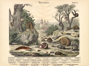 Molluscs